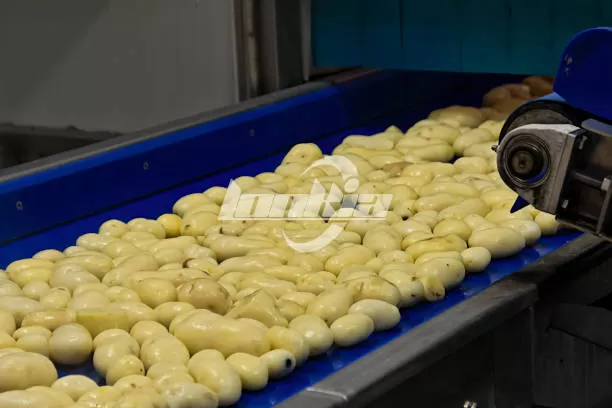 Potato Peeling Machine Selection Guide: Brush Peeler vs Steam Peeler