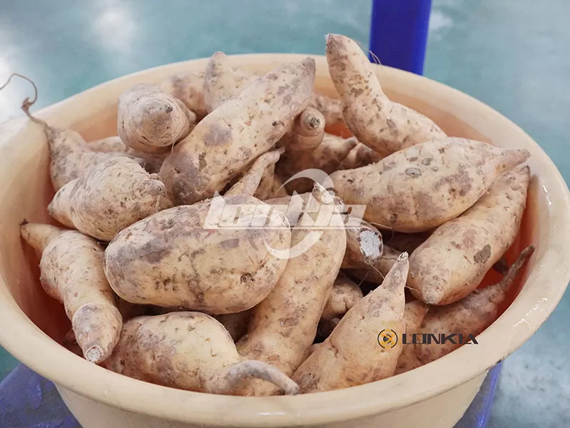 Sweet Potato